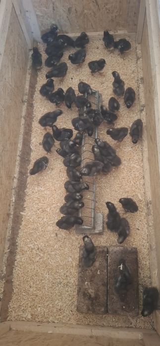 Pui Australorp și Plymouth