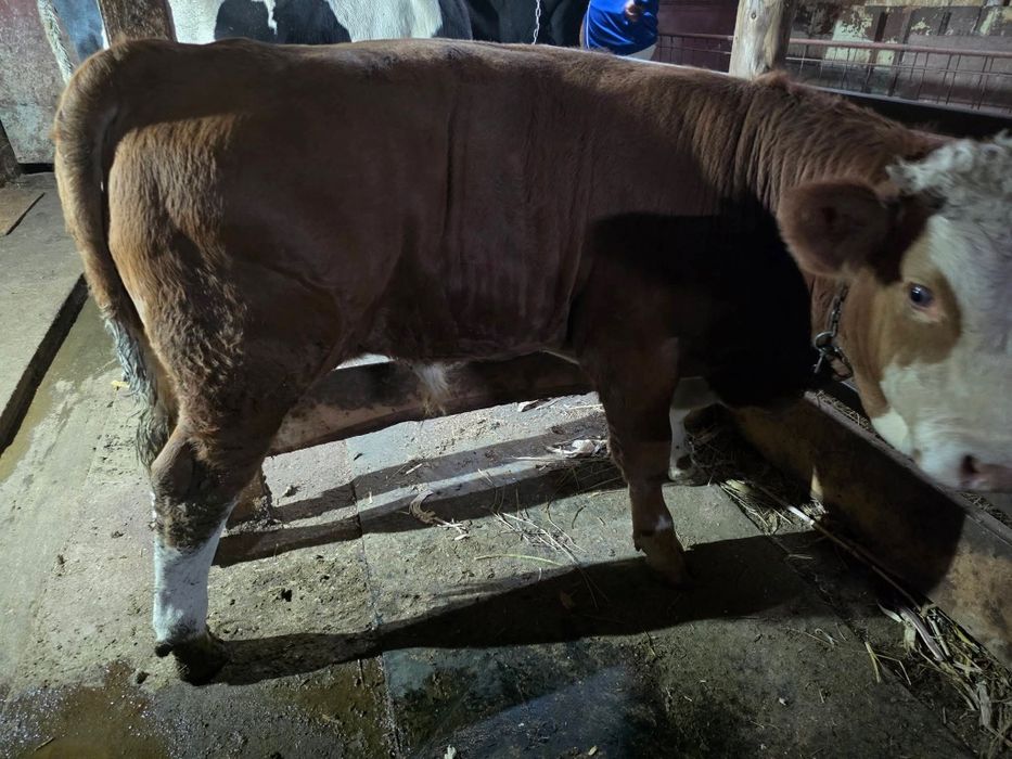 Vând tăuraș de 5 luni