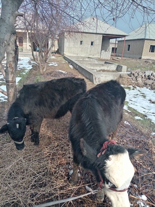 2 buzoqcha sotiladi 1tasi erkak 2 chisi urg'ochihi