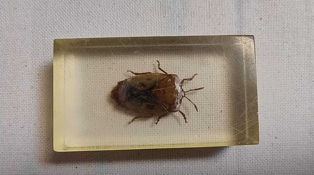 Insecte reale conservate în rășină sintetică - seria de la Deagostini