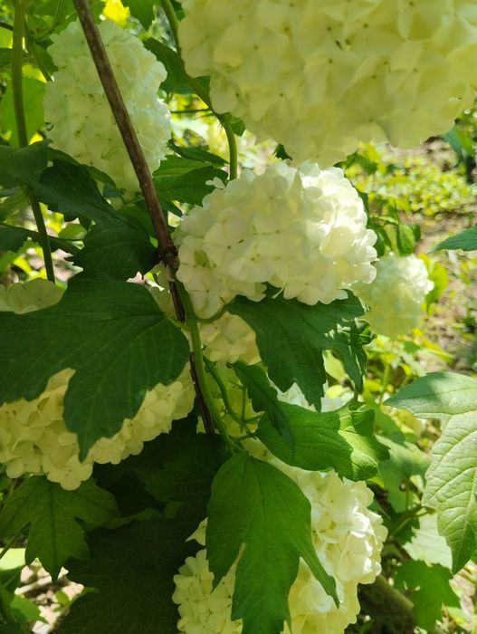 Продаю дома цветы и кустарники, очень красивые, красят ваш интерьер  с