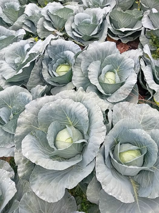 Vând varză Bucarest propria recolta