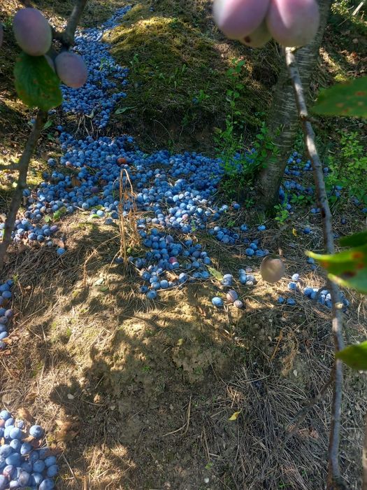 Prune pentru țuică!