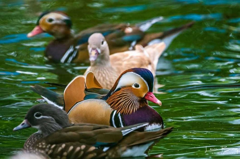 Vând rate exotice, lebede, gâște, păsări de ornament