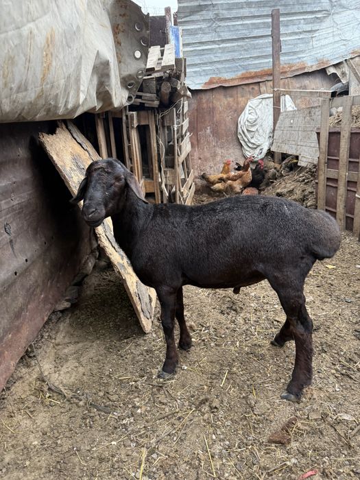 Продам Баранов молодых