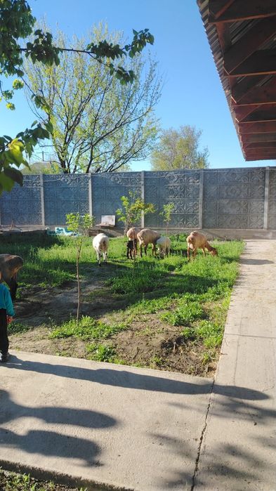 Продам Баранов, козы кой