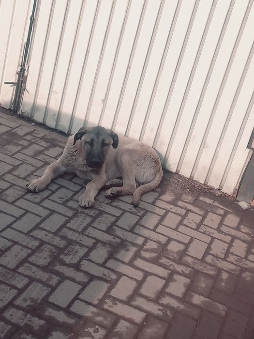 Продам щенка кангала