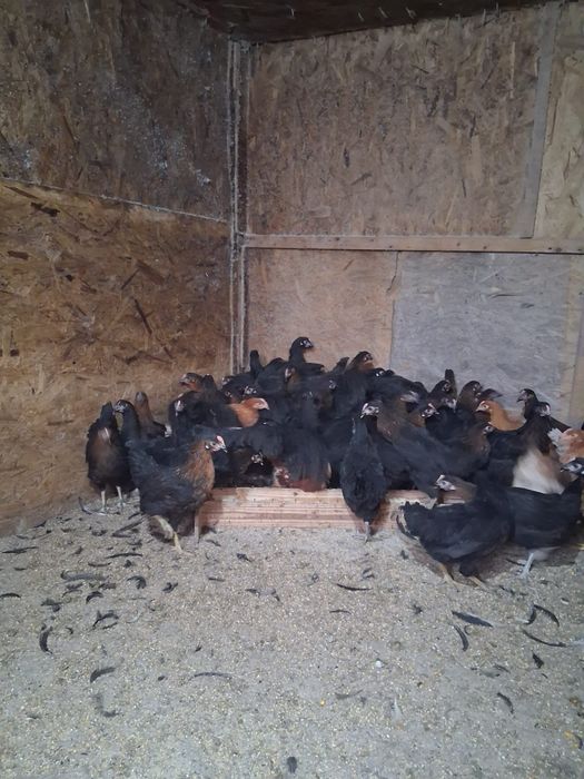 Puicuțe ouătoare de vânzare