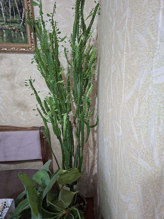 Цветочки  домашние