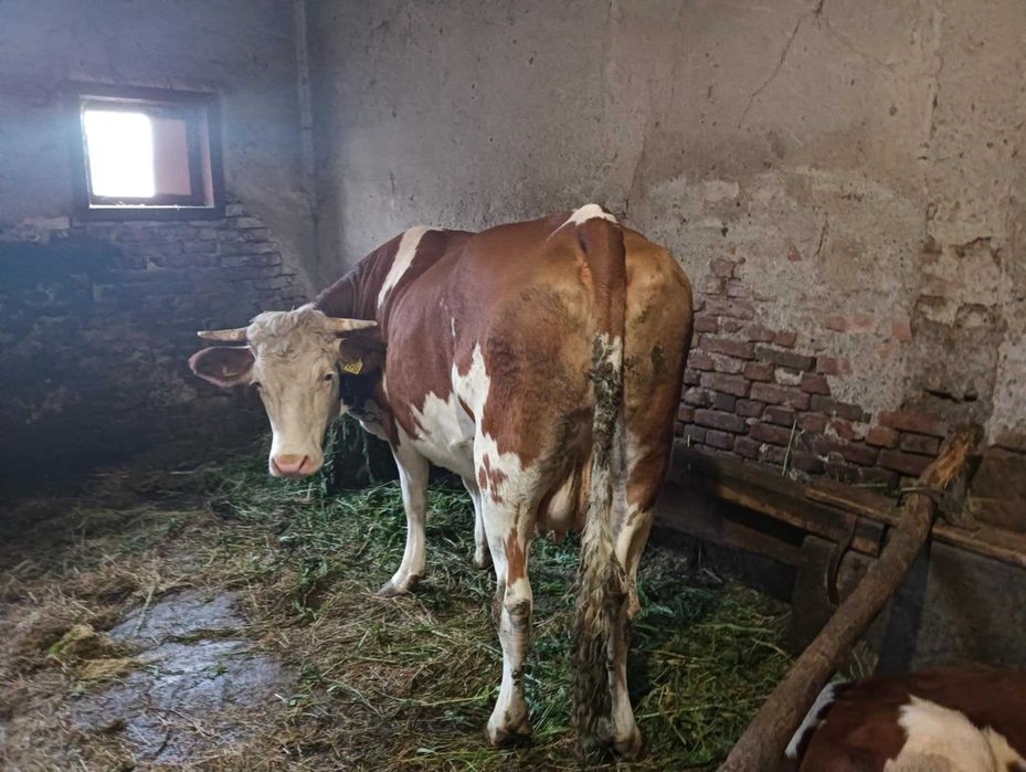 Vaca de vanzare 3 ani