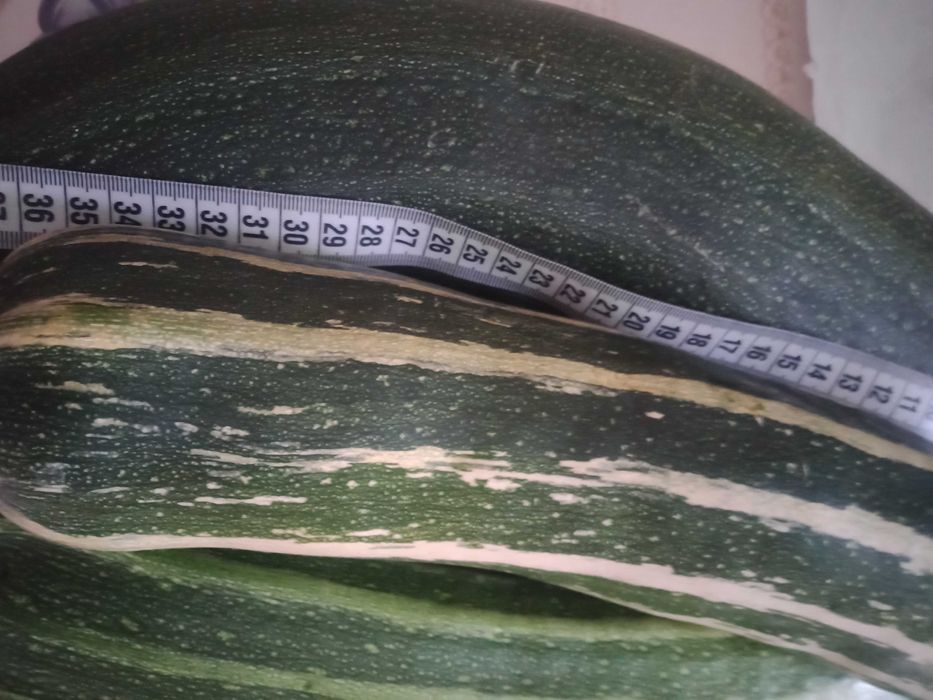 Продам дачные тыквы, кабачки