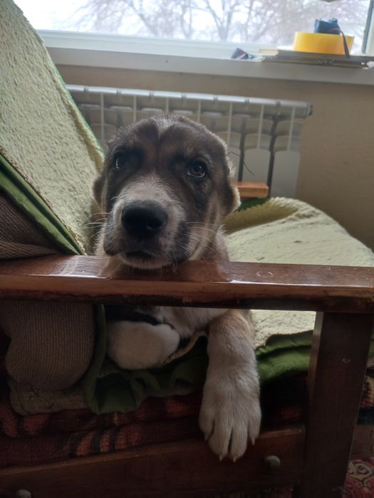 Продам щенков алабай САО