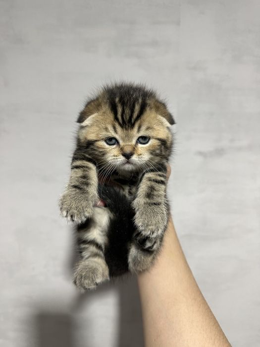 Шотландский вислоухий