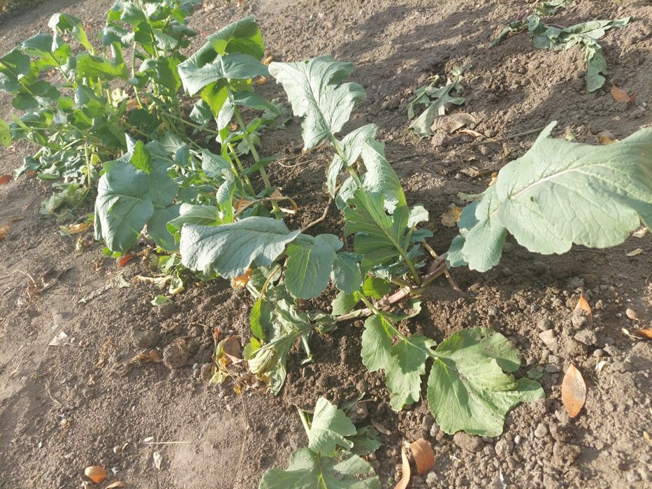 Черная редька /лечебная/