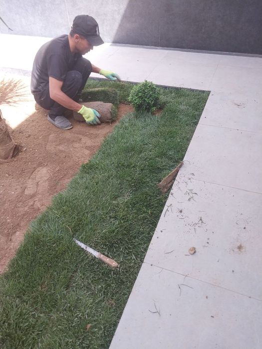 Archa keshish va dorlash dekrativni daraxtlar