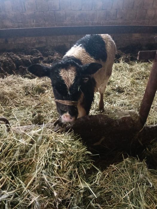 Бычок срочно !!!