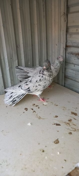 Голуби широкохвостые 6000