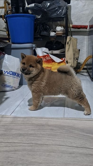 Малыш Сиба-ину мальчик)