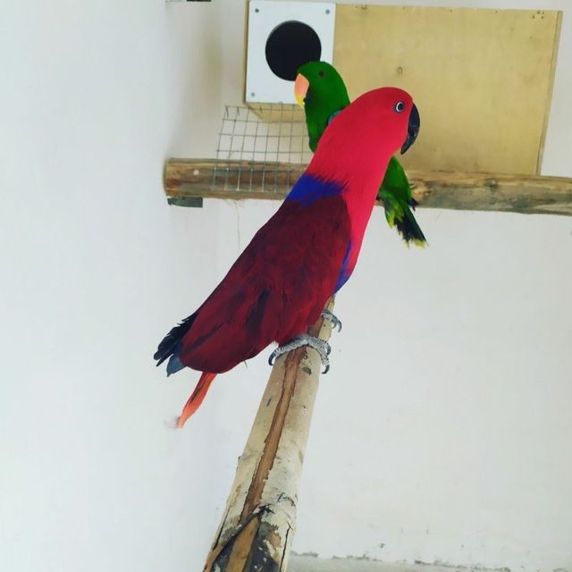 Bolshiye popugai raznogo vida