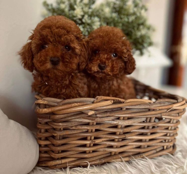 той пудел/toy poodle/пудели