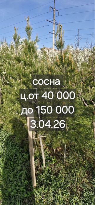 Дарахт Сосна сотилвотти