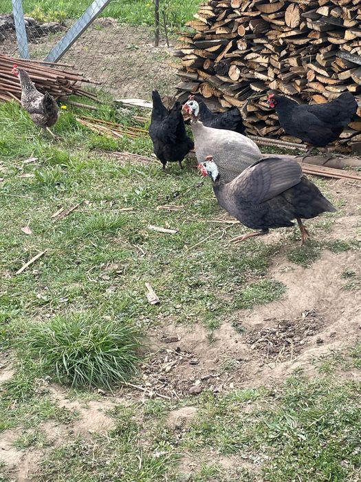 Vând cocos de bibilica