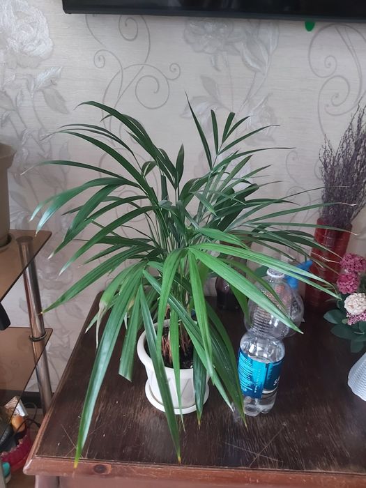 Продам пальму дипсис