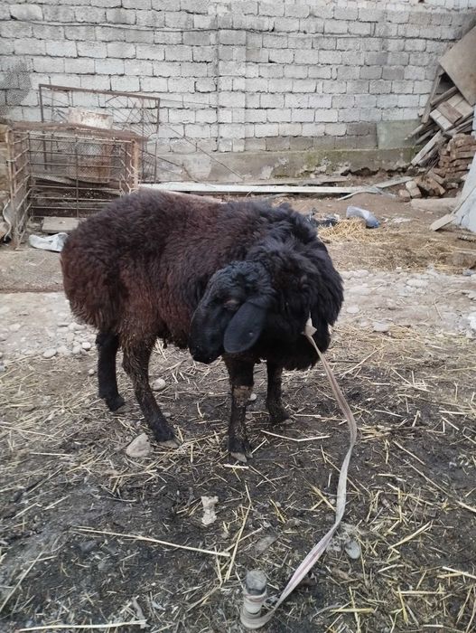 Кучкорлар сотилади