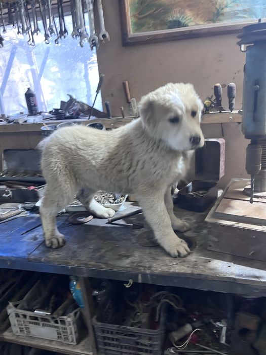 Продаются щенки САО