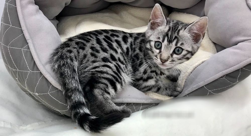 БЕНГАЛЬСКИЕ (- Серебро -). Котята