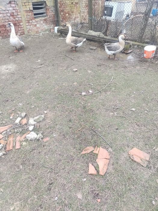 Vând sau schimb 2 gâscani