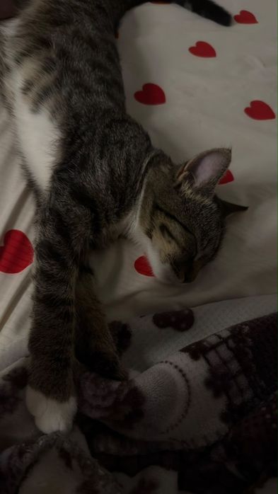 отдадим котика бесплатно