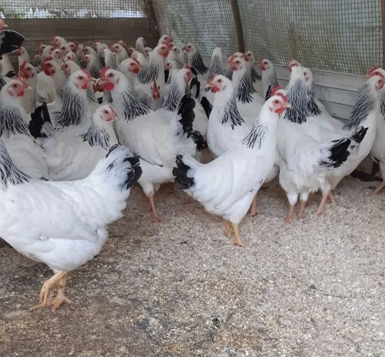 Adler tuxumlari jojalariga zakaz olamiz