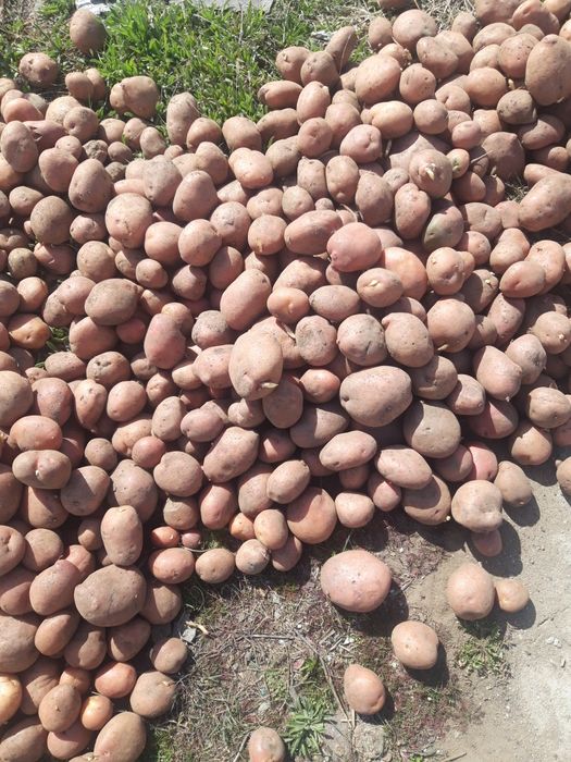 продам картофель