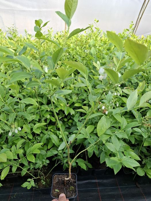 Американска боровинка в саксия 30 50см