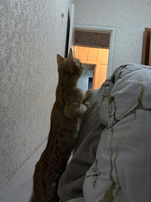 Отдам кошку бесплатно