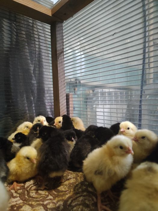 Домашние циплята