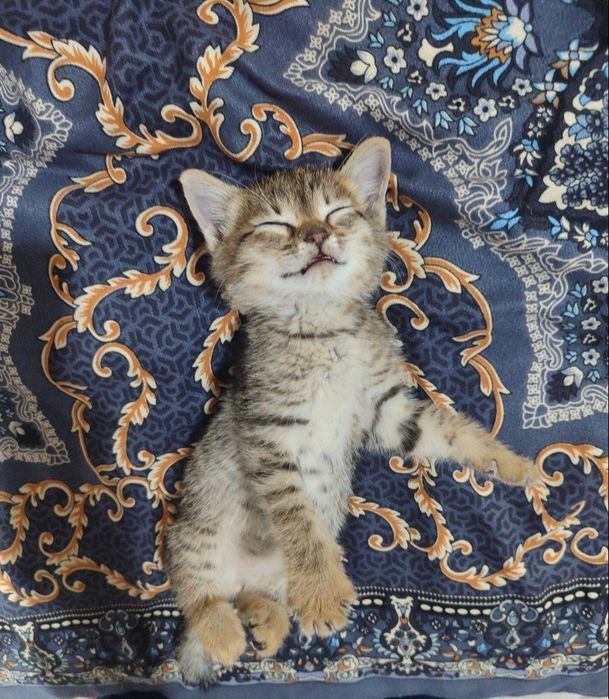 Котенок в добрые руки