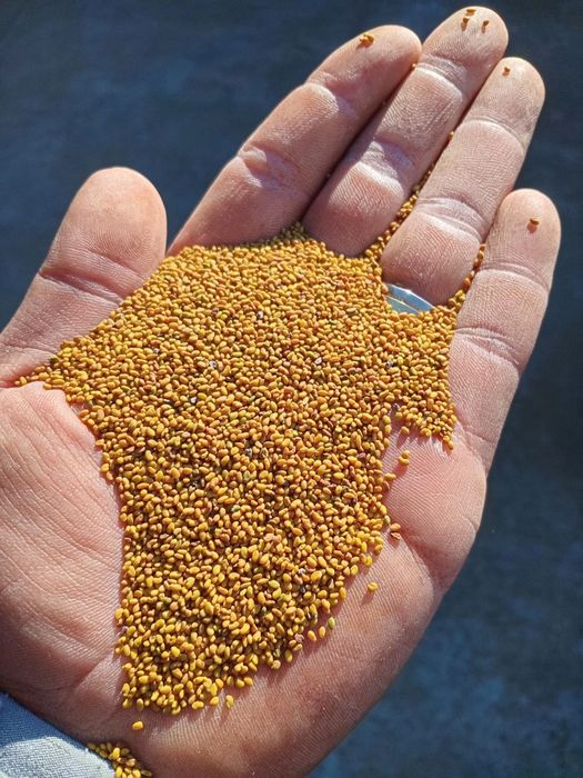 Samanta de lucernă, trifoi, iarbă  și borceag