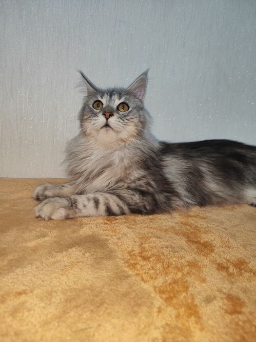 Мейн- Кун девочка