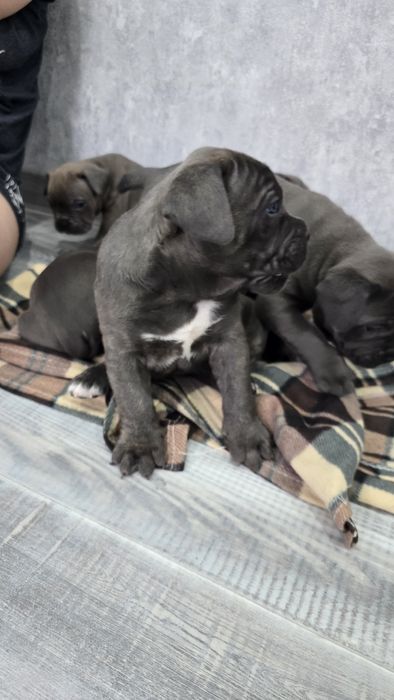 Щенки Кане-корсо