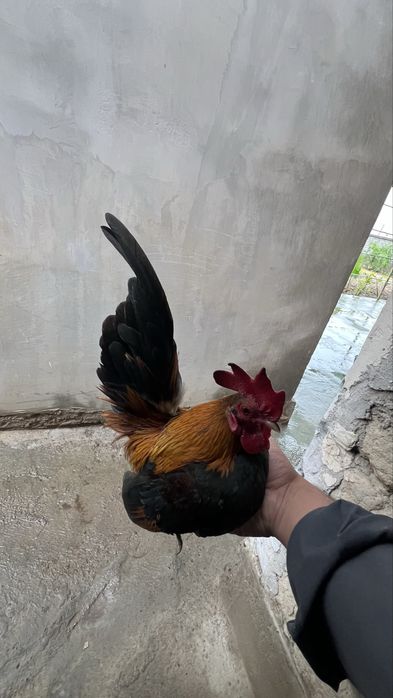 Rabochi serama. 1 par ishlab yurgan.
