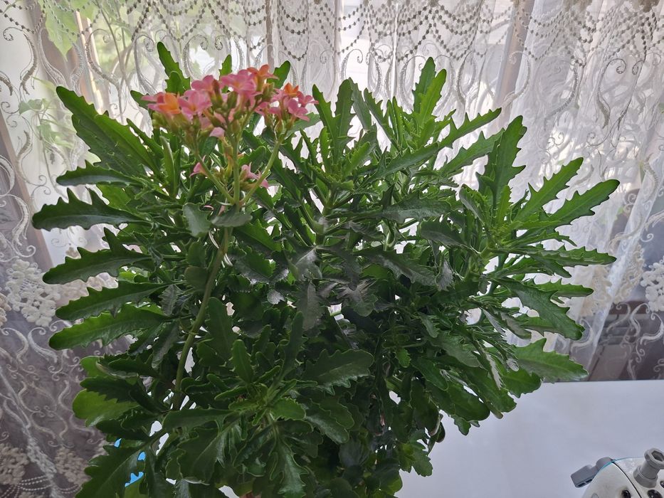 Оленьи рога цветы
