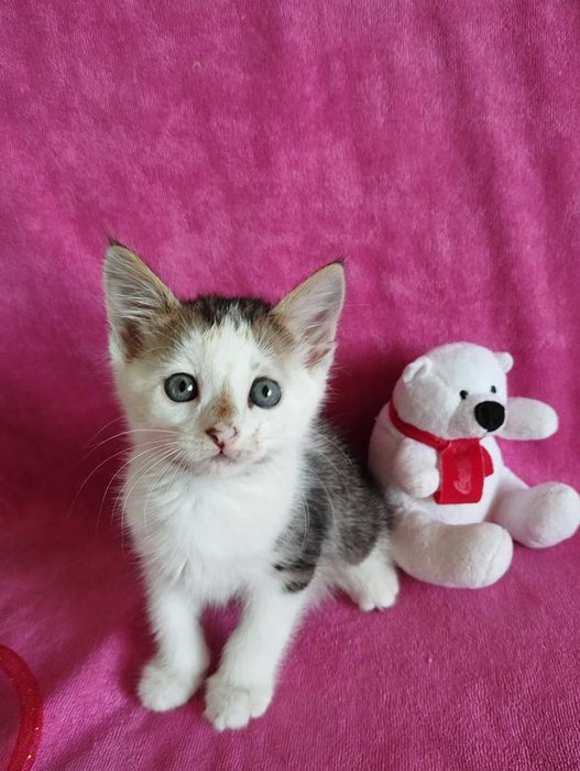 Котик 2 мес мальчик