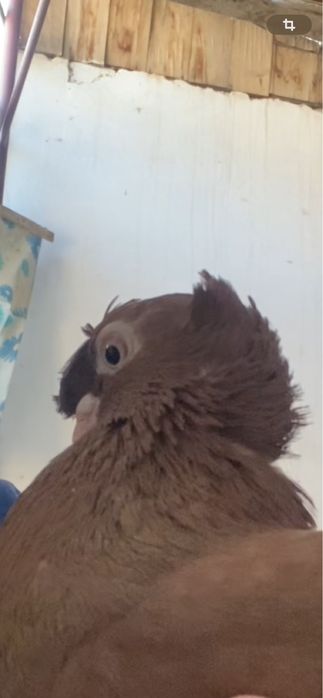 Выводы 2025г по старопородным