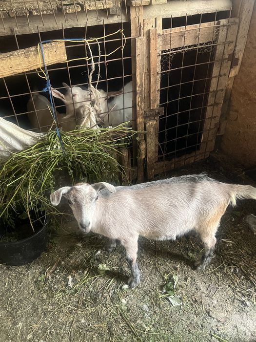 Iezi de vanzare fatati in februarie 2025