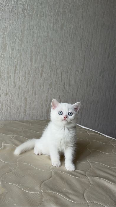 Продаются котята породы Шотланские шиншилы