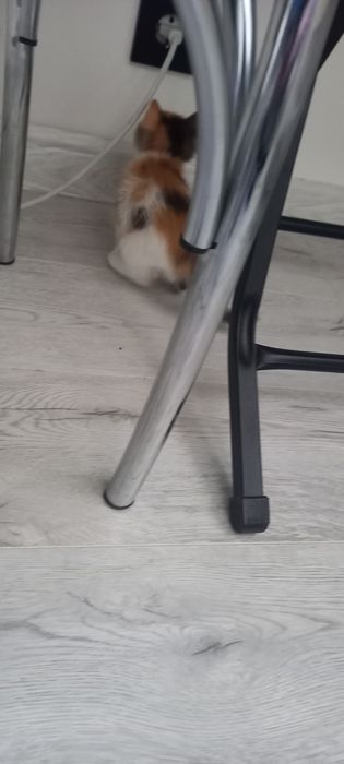 Котята домашние отдам