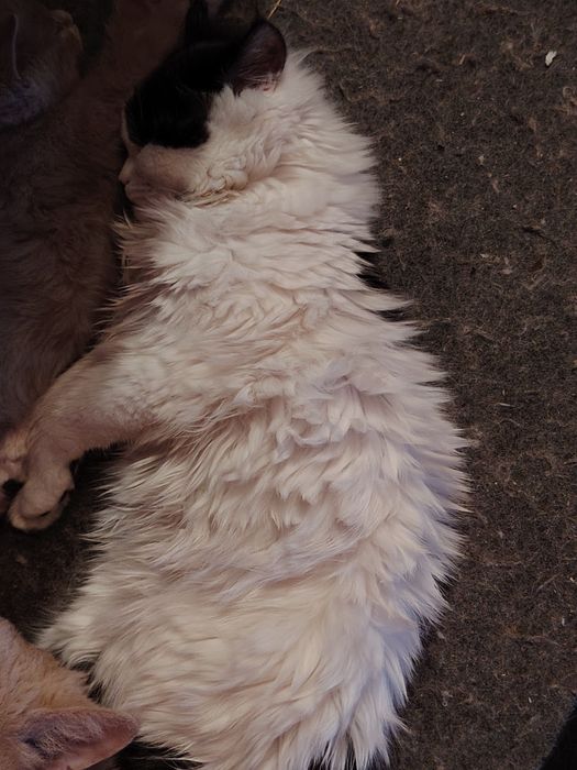 Белый пушистый шотландец мальчик