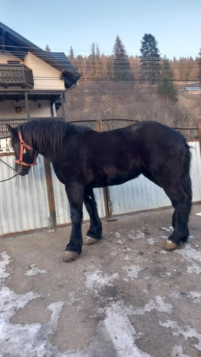 Vând mânză de doi ani jumate